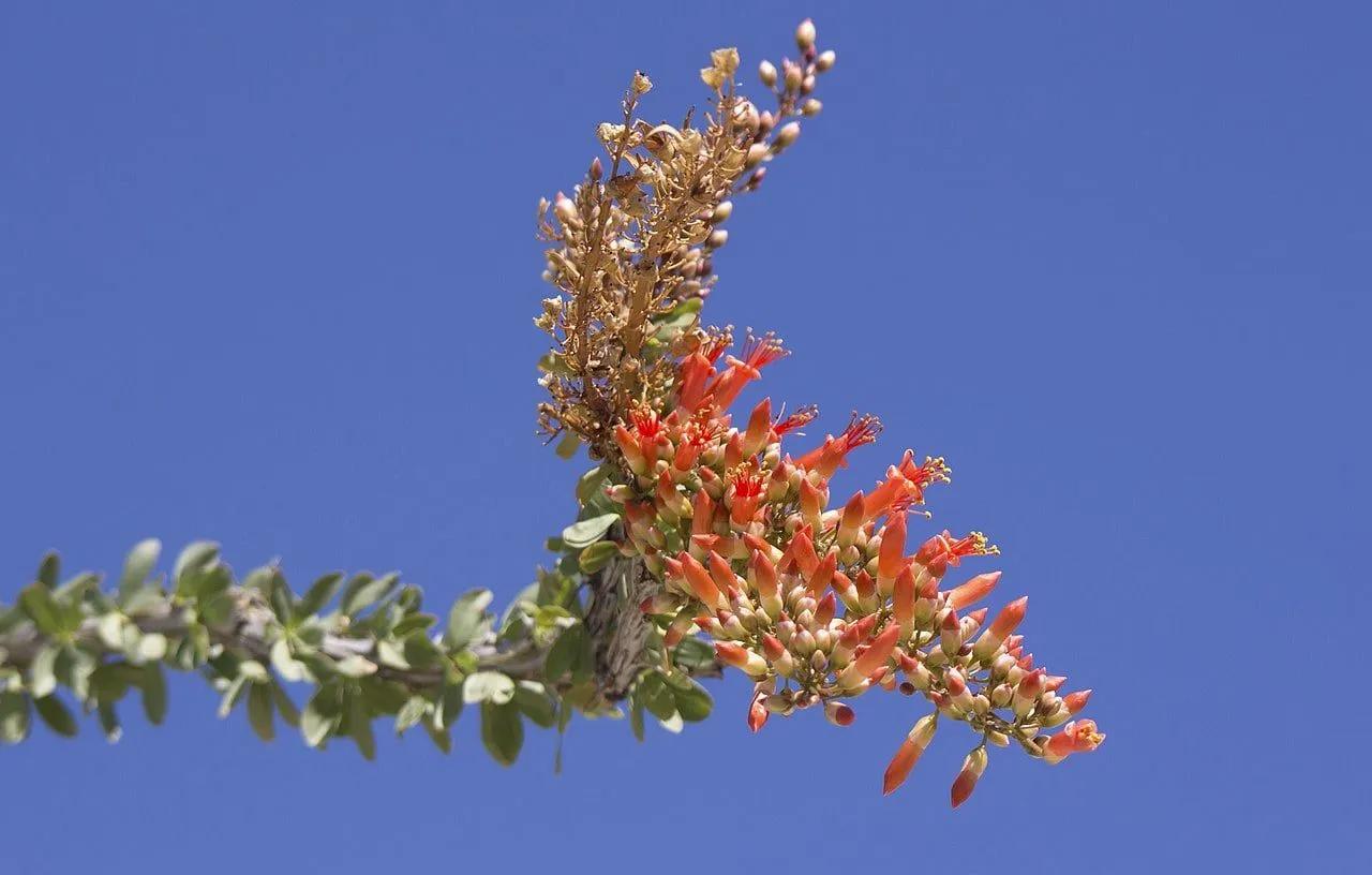 Red Colorful Ocotillo against the Blue Sky