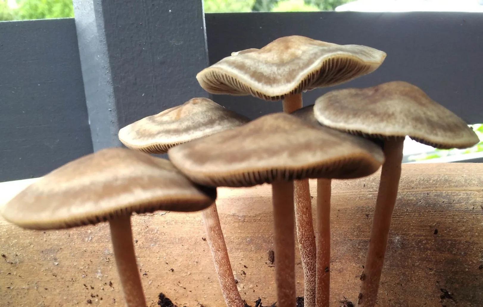 Homegrown Mushrooms