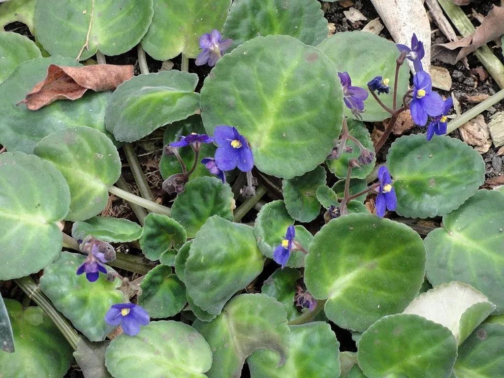 Saintpaulia Violet Blossoms
