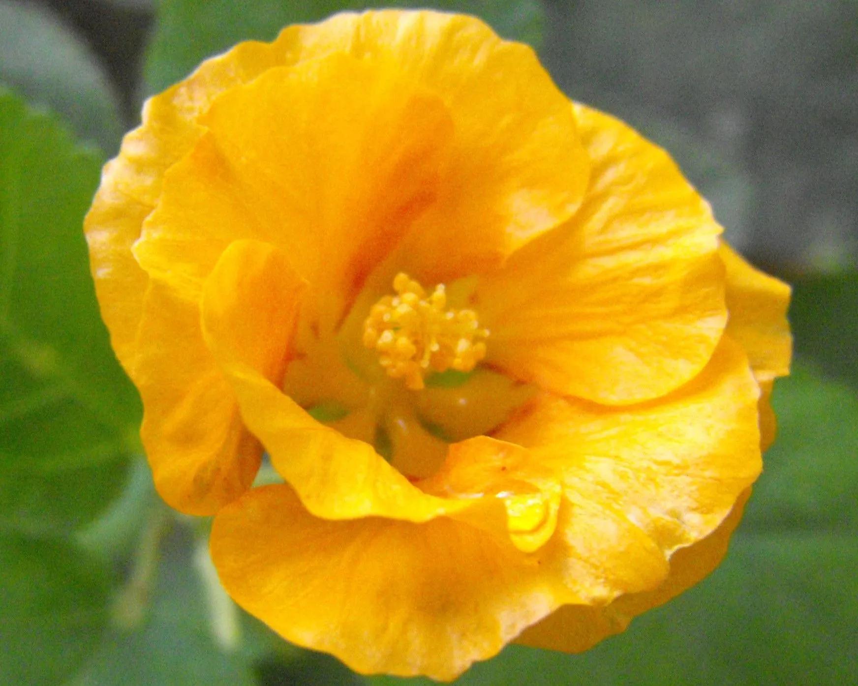 Sida Fallax Flower Closeup