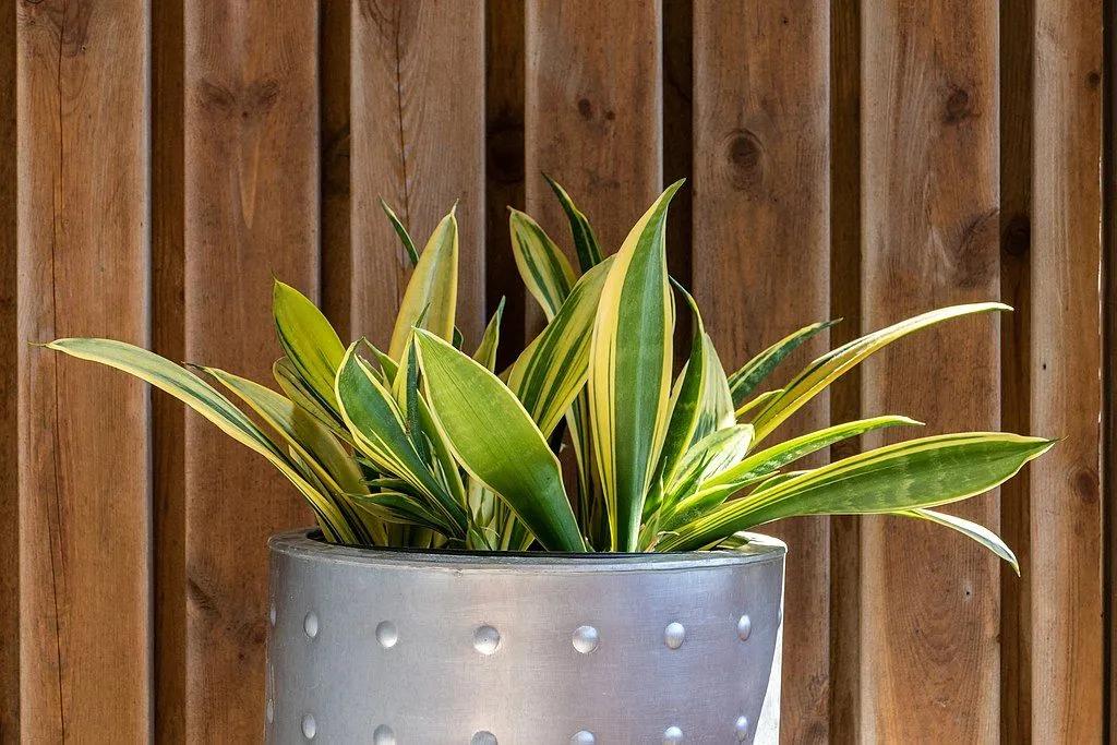 Snake Plant in a Pot next to a Wooden Panel Wall