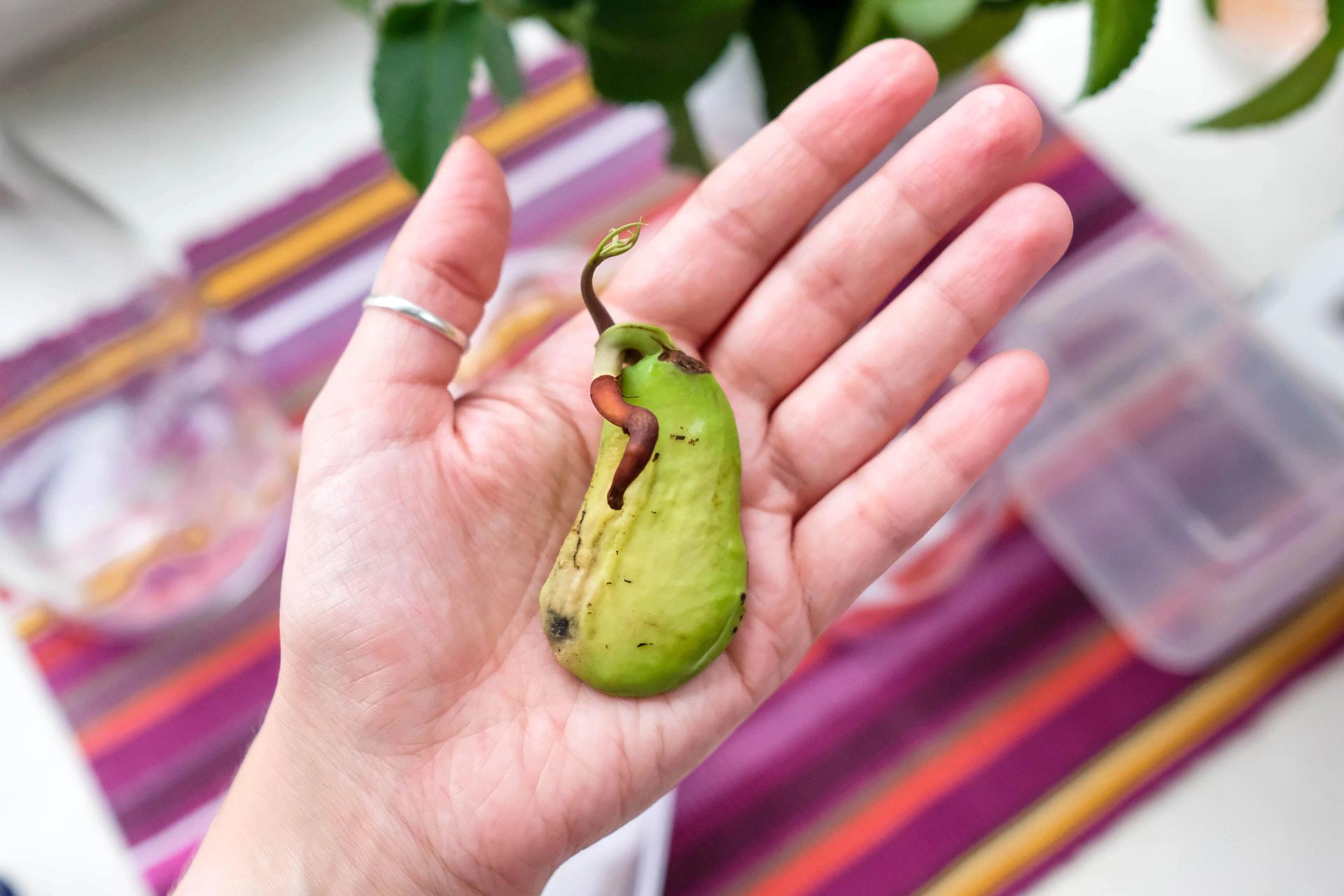 Sprouted mango seed.jpg