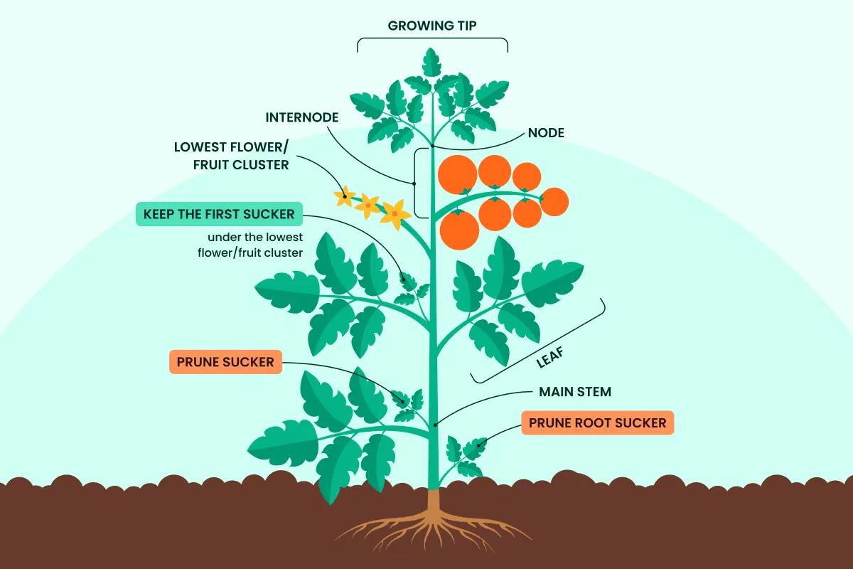Tomato Plant Pruning Diagram