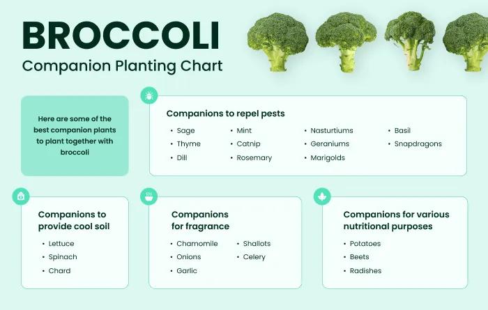 Best Broccoli Companions Chart