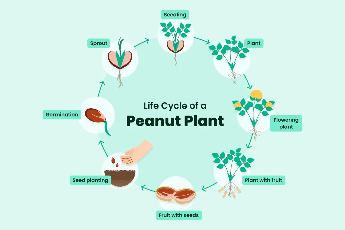 Peanut Plant Lifecycle