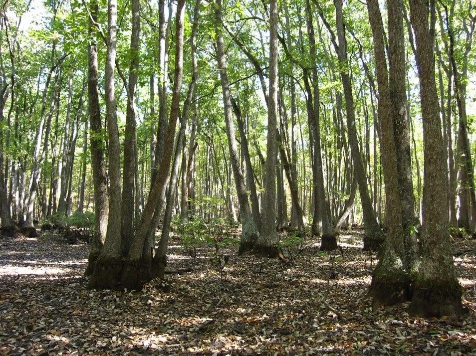Swamp Tupelo Trees in the Natural Habitat