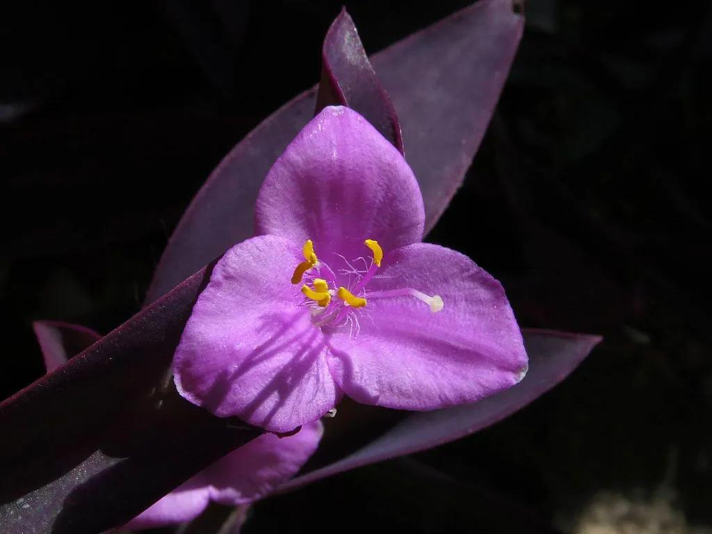 Tradescantia Flower