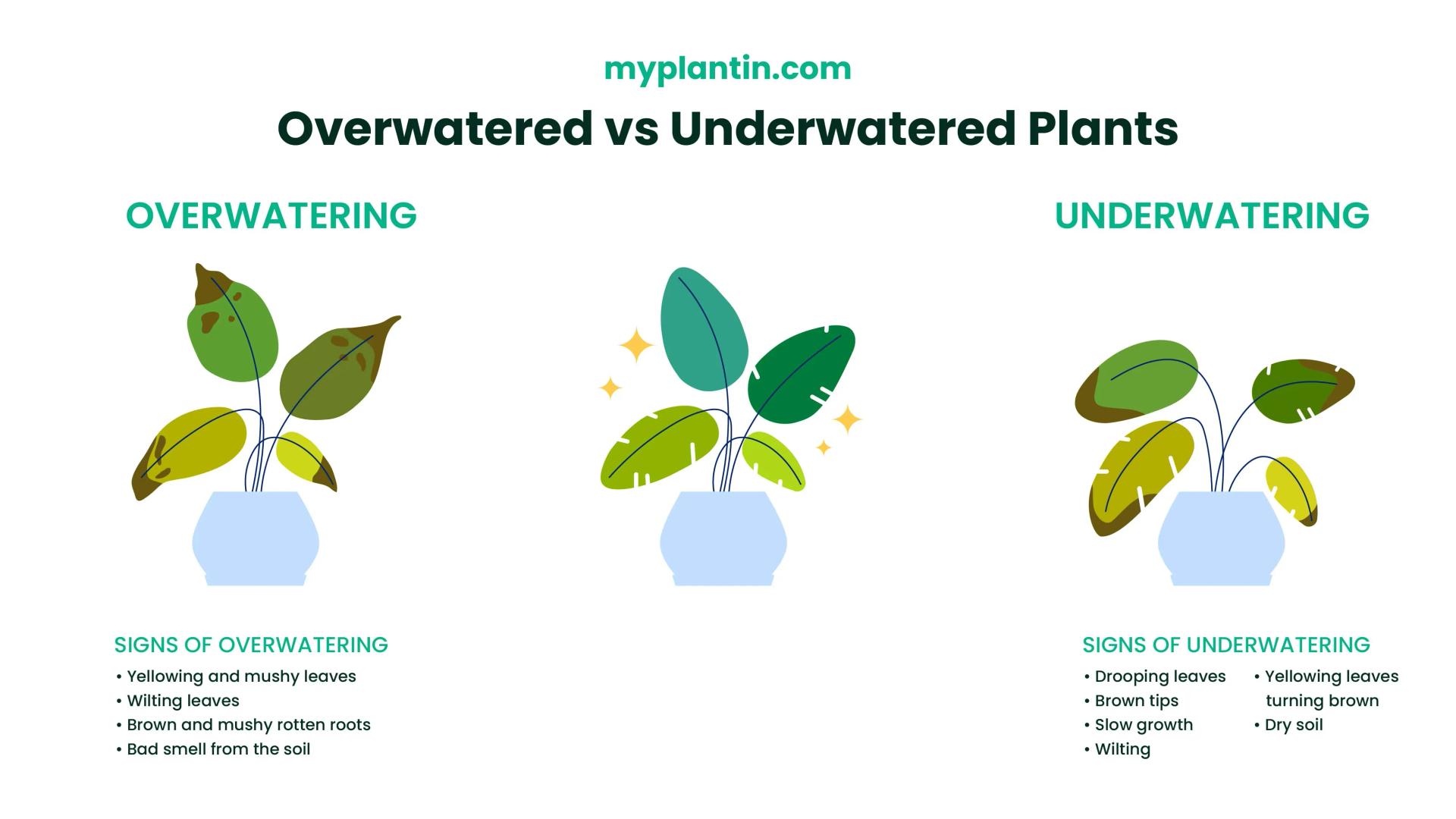 Overwatered vs. Underwatred Signs in Plants