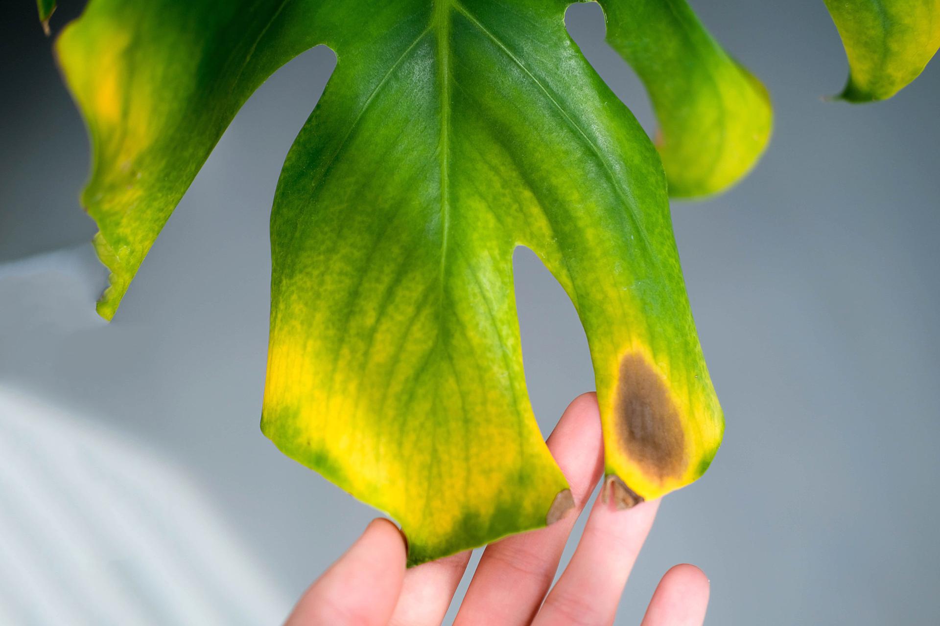 Monstera Plant with Yellowing Leaves
