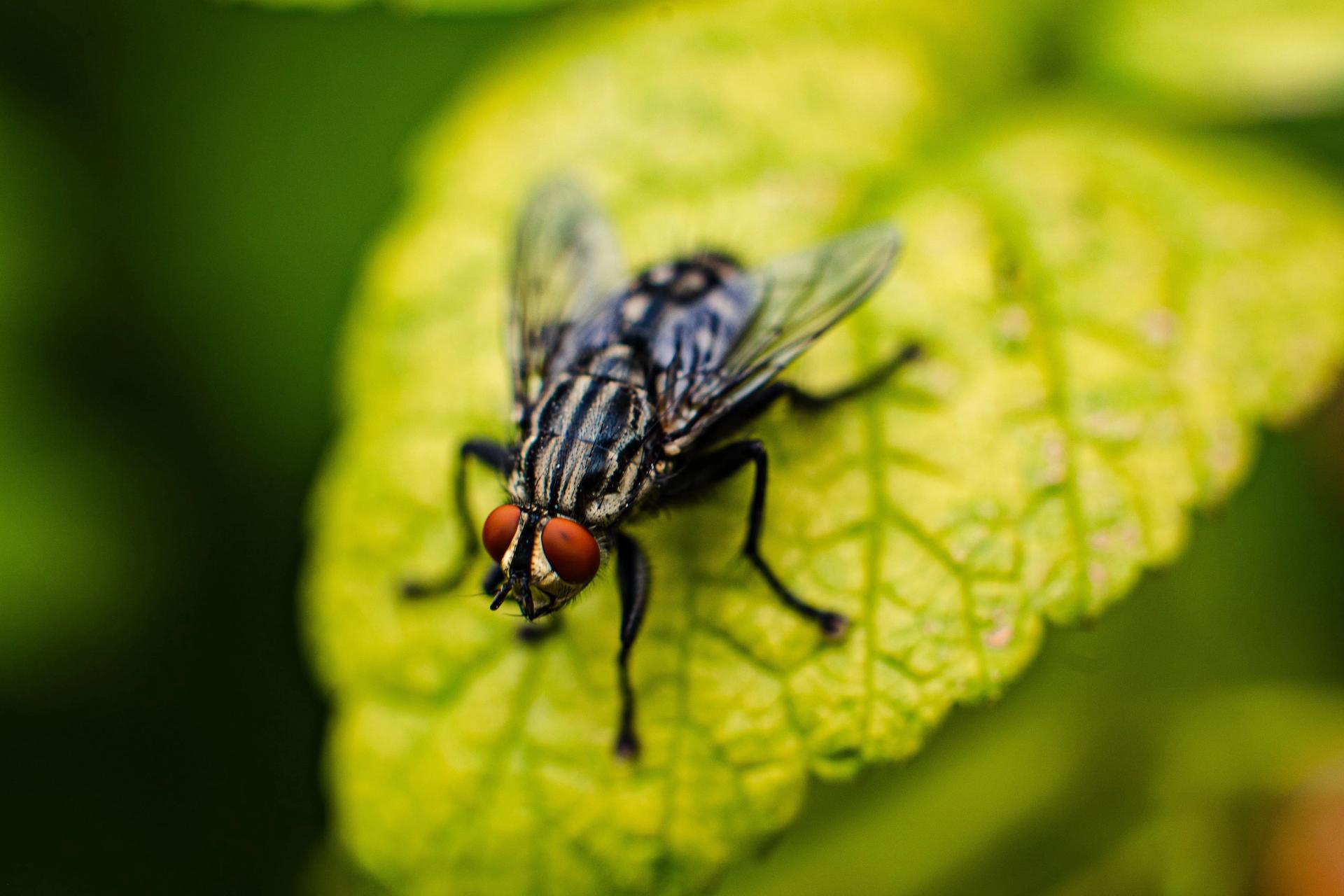 Fly on a Plant