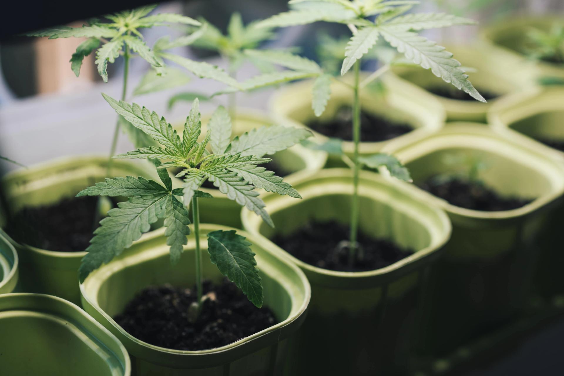 plantation-with-seedlings-of-cannabis-mariuana-in-2021-09-01-06-32-05-utc-min.JPG