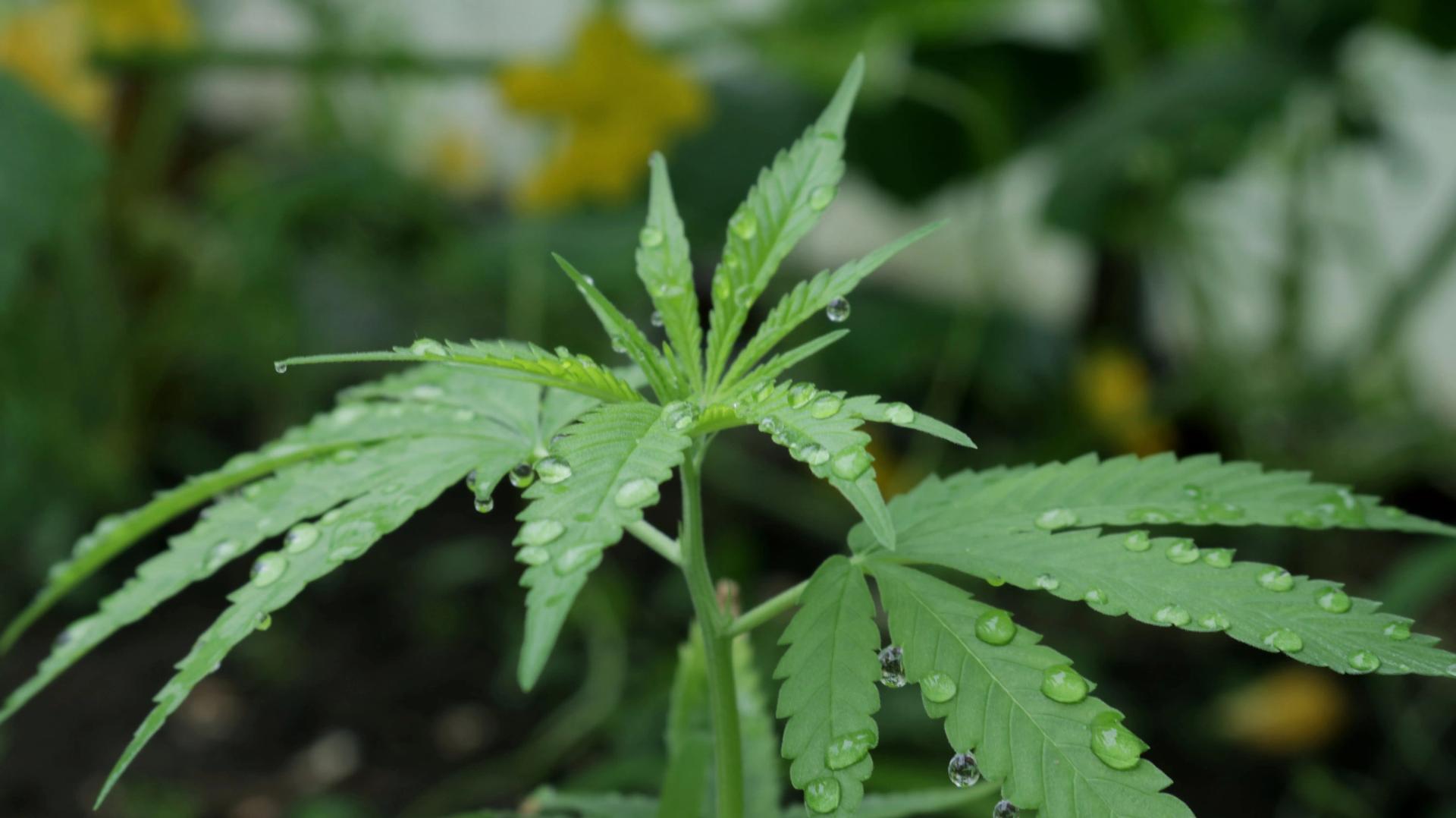 young-cannabis-plant-in-water-droplets-2021-09-04-10-18-55-utc-min.jpg