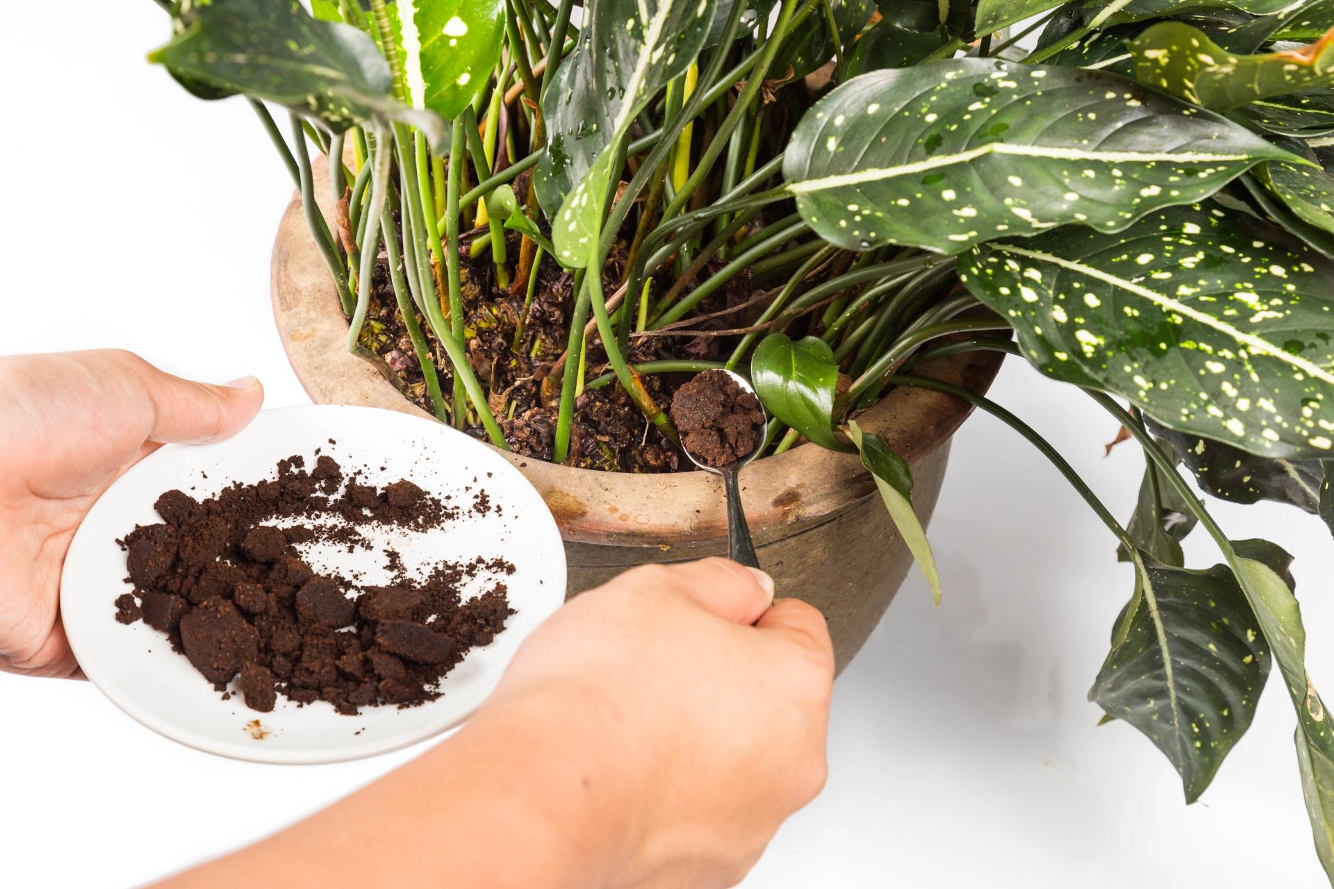 Coffee Grounds fertilizer