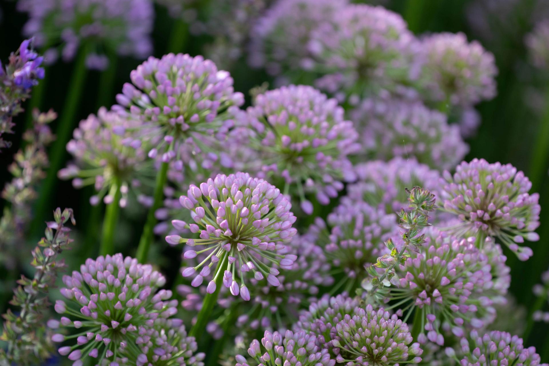Alliums In The Morning Light