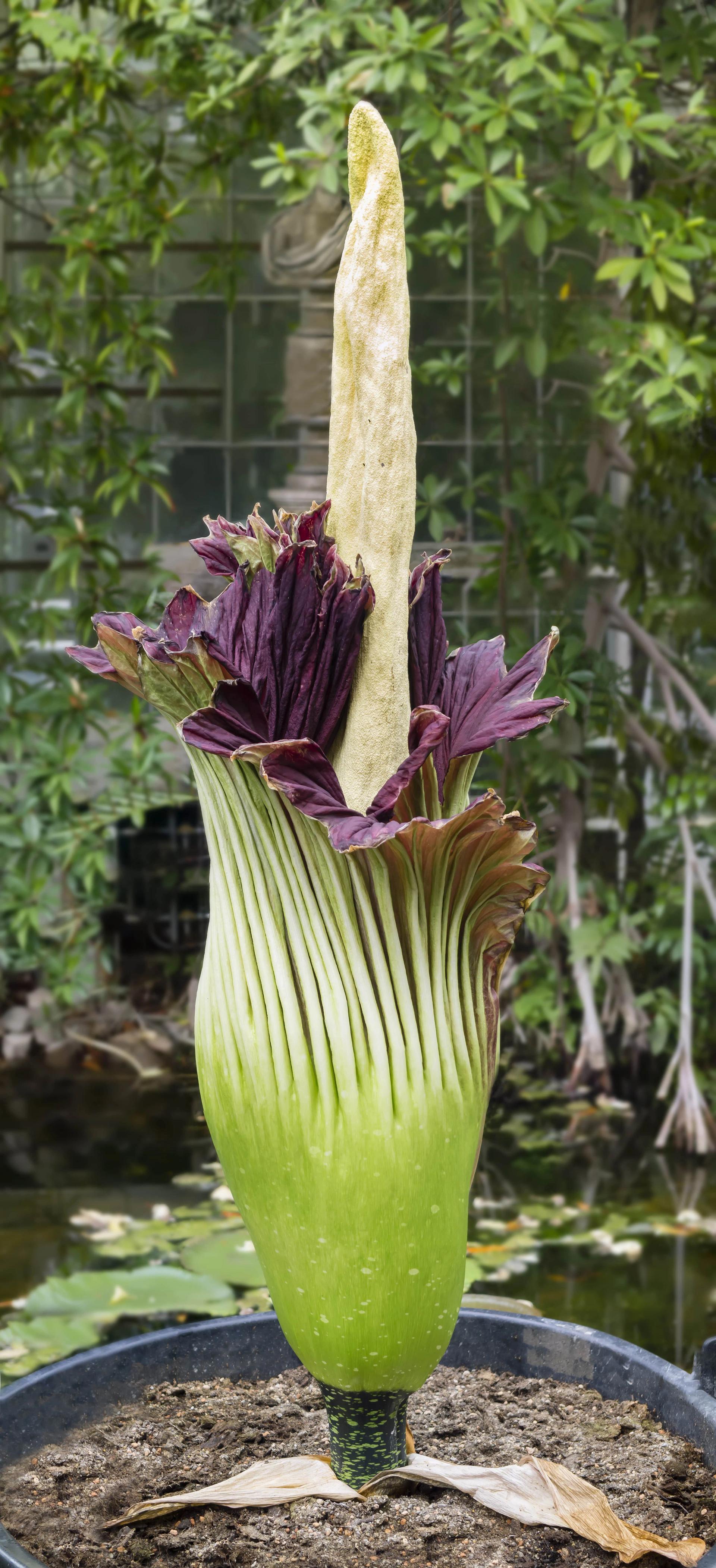 close-up-of-flowering-corpse-flower