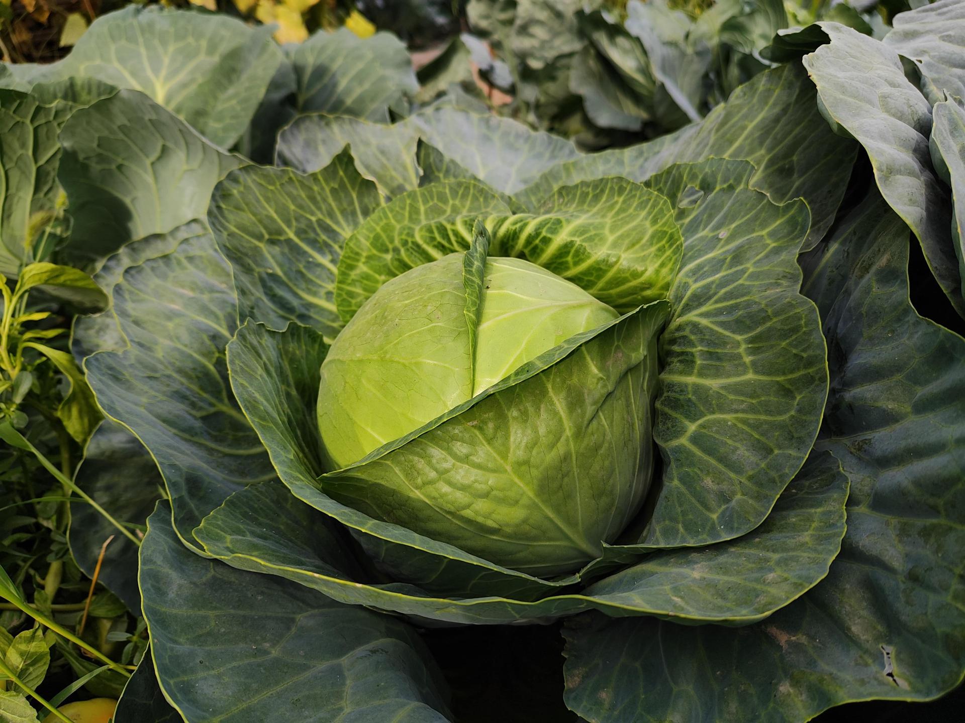 Cabbage Growing