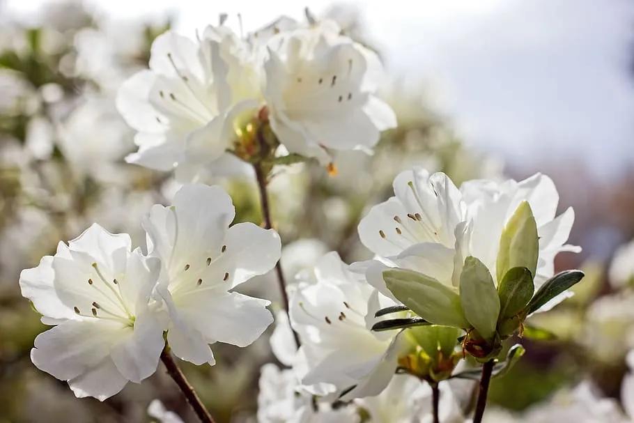 White Azalea Flowers