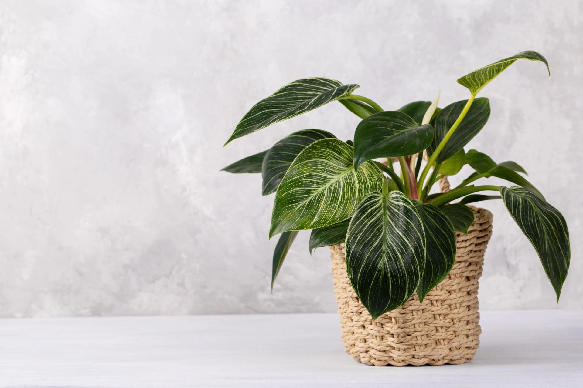 Philodendron in a Pot