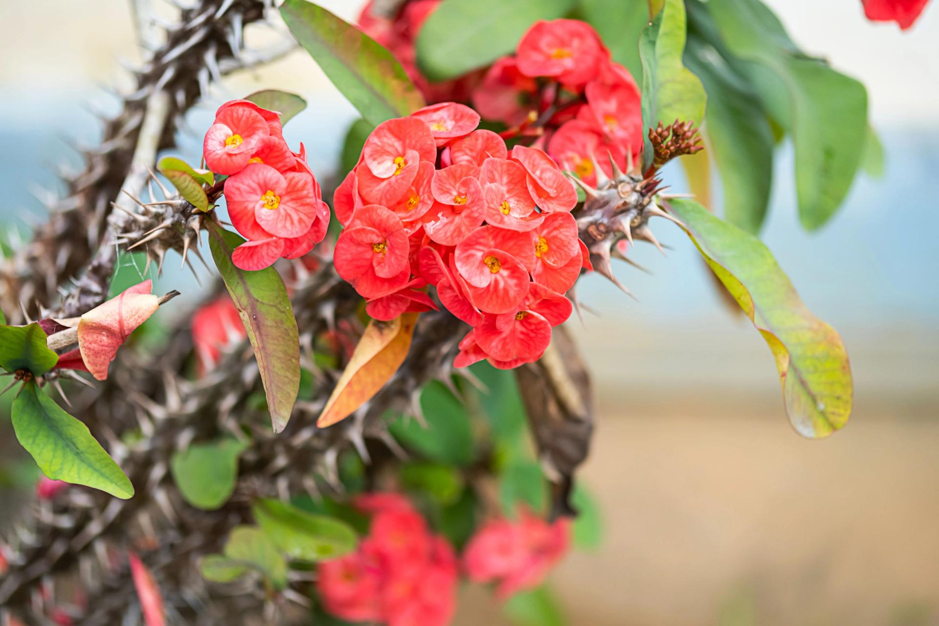 Crown of Thorns (Euphorbia milii) with Flowers