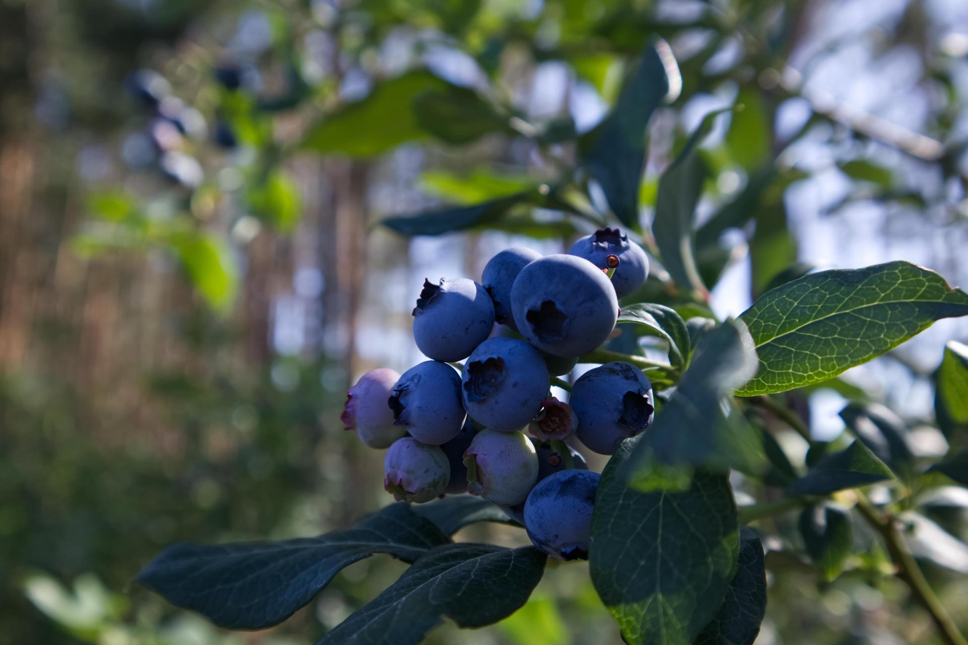 Blueberry Fruit Close Up