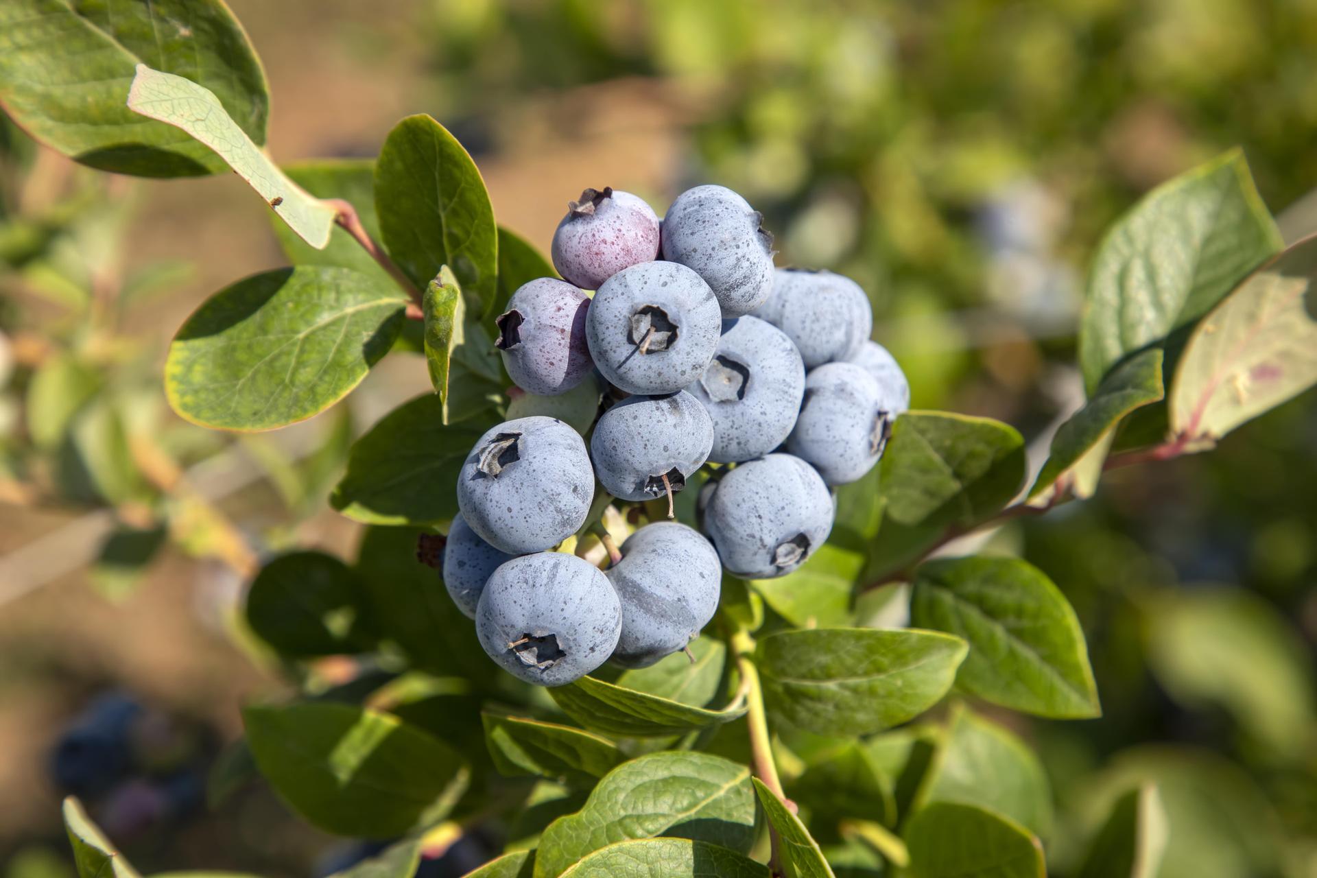Ripe Blueberry Fruits