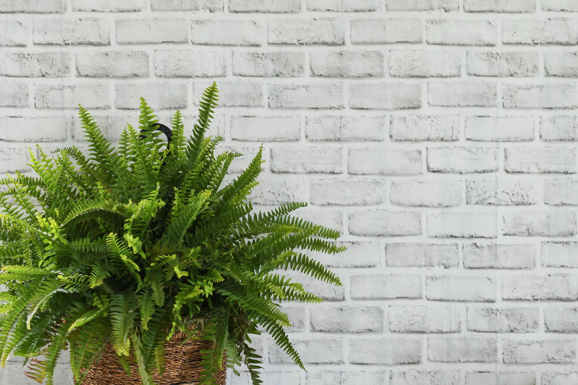 Boston Fern in a Pot Boston Fern in a Pot