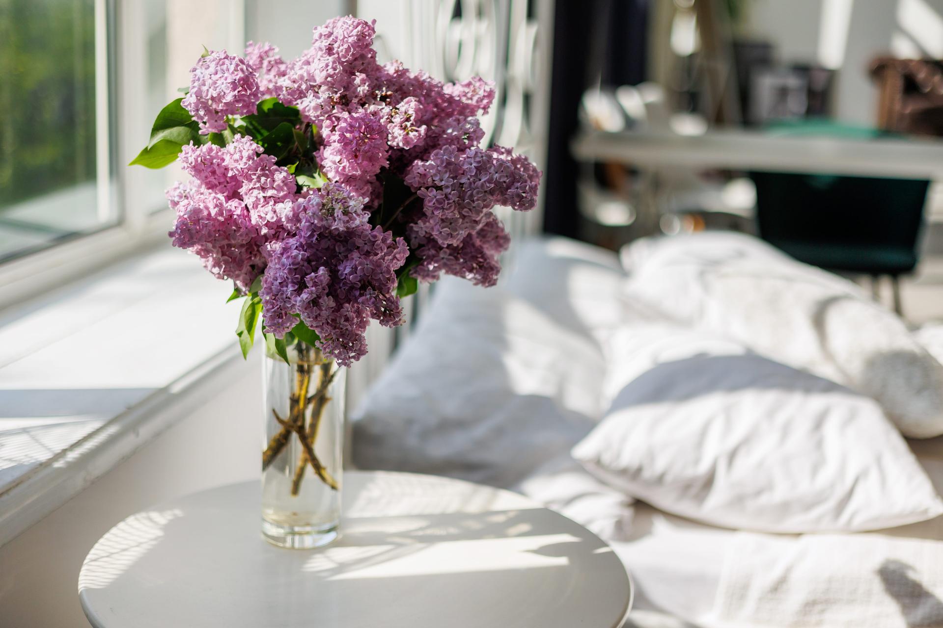 Plant Near a Bed Plant Near a Bed