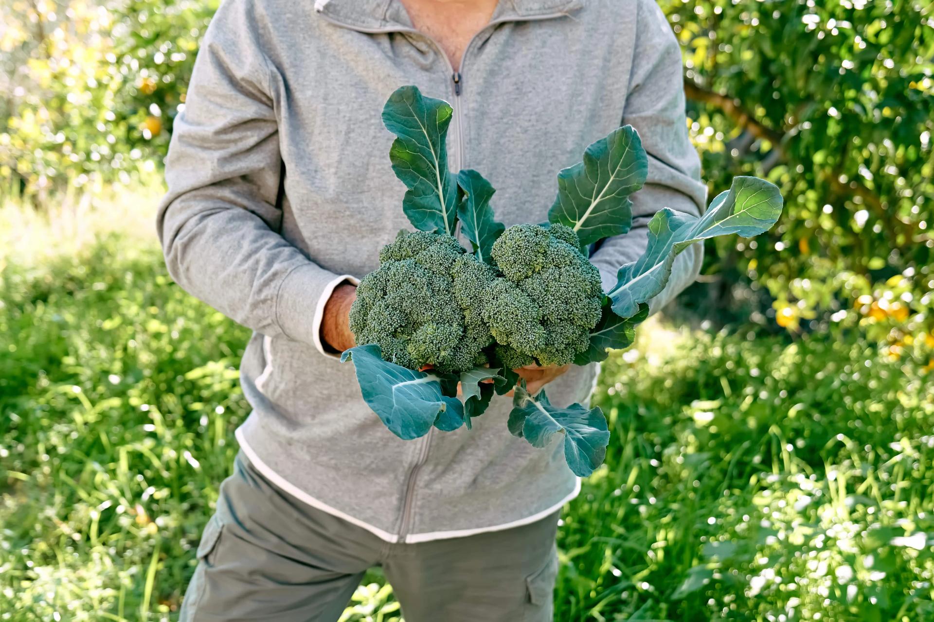 Man Holding Broccoli Plant