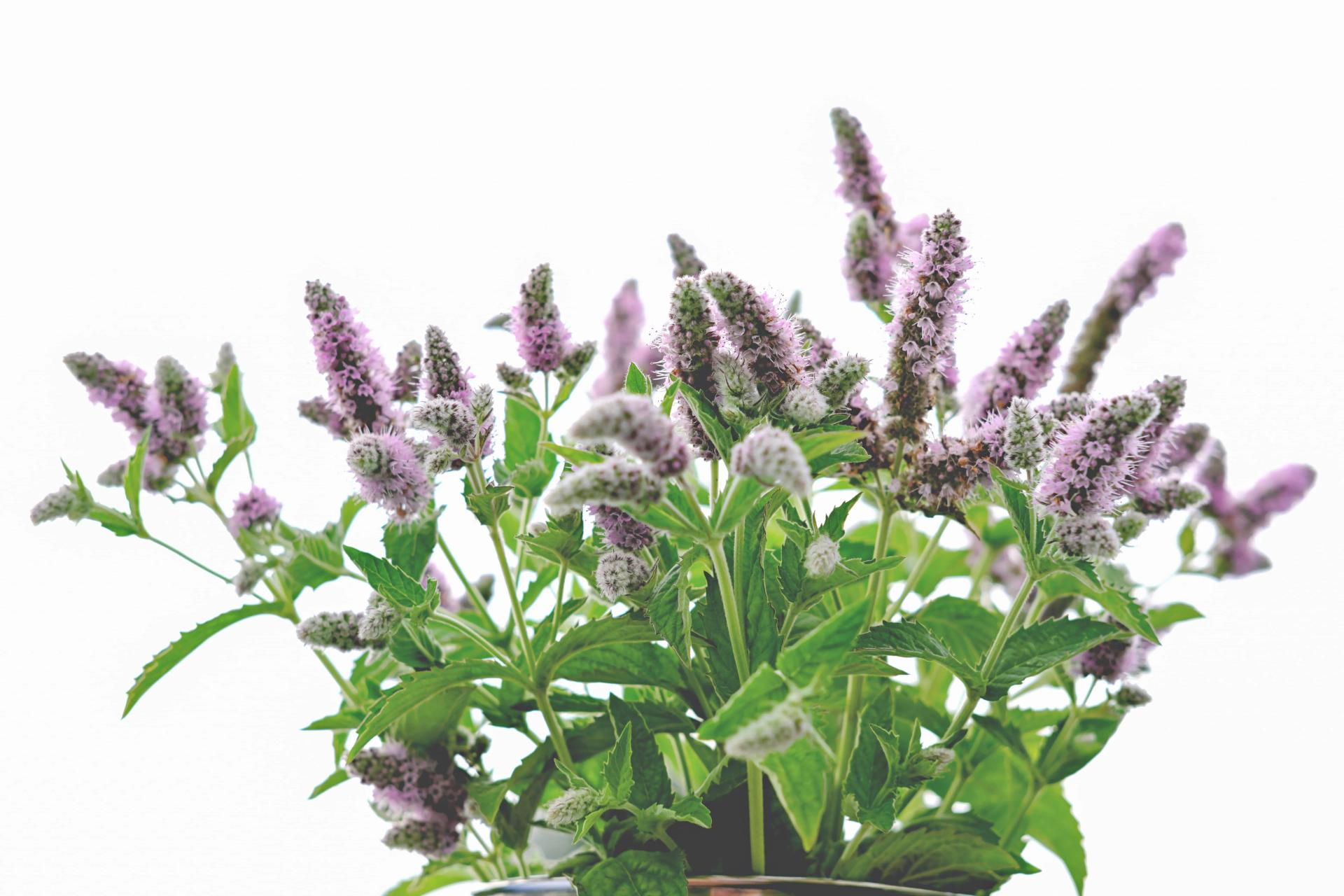 catmint-or-catnip-flowers-bouquet-on-a-white-backg-2021-12-24-06-03-40-utc-min.jpg catmint-or-catnip-flowers-bouquet-on-a-white-backg-2021-12-24-06-03-40-utc-min.jpg