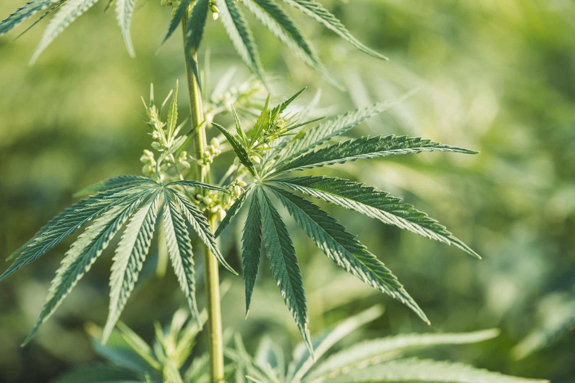cannabis-plant-in-nature-2021-09-03-13-42-05-utc-min.JPG