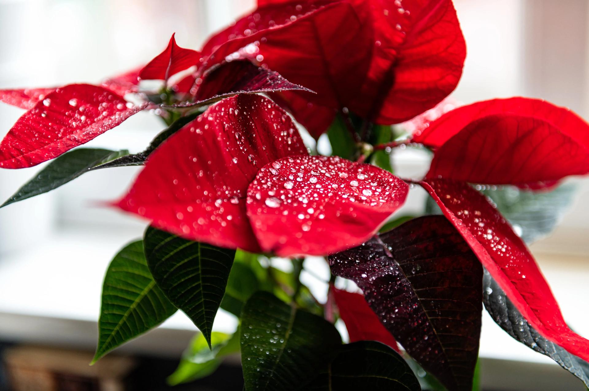 Poinsettia with Water on Leaves