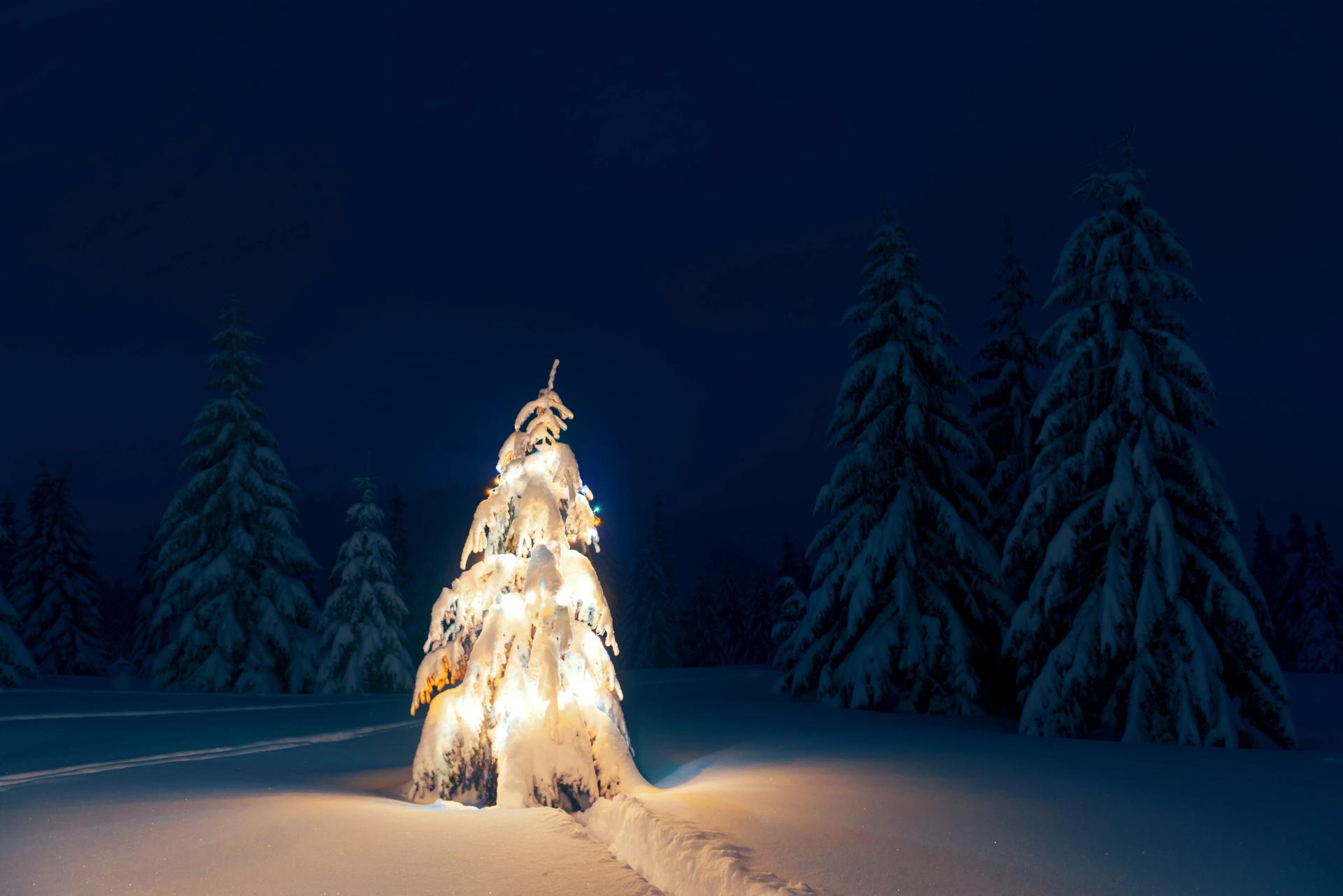 Bright Christmas Tree under Snow