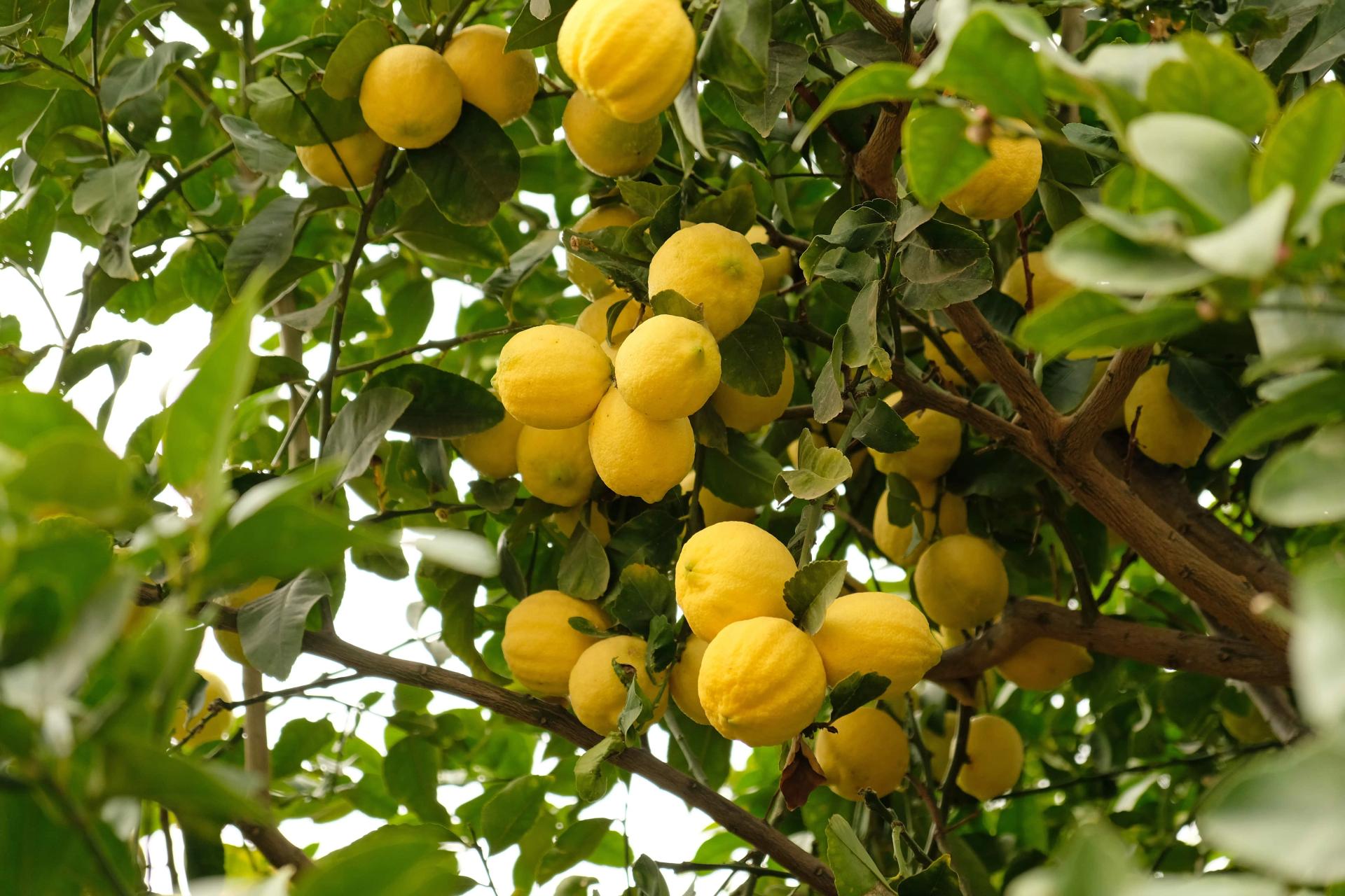Lemon Tree Branch