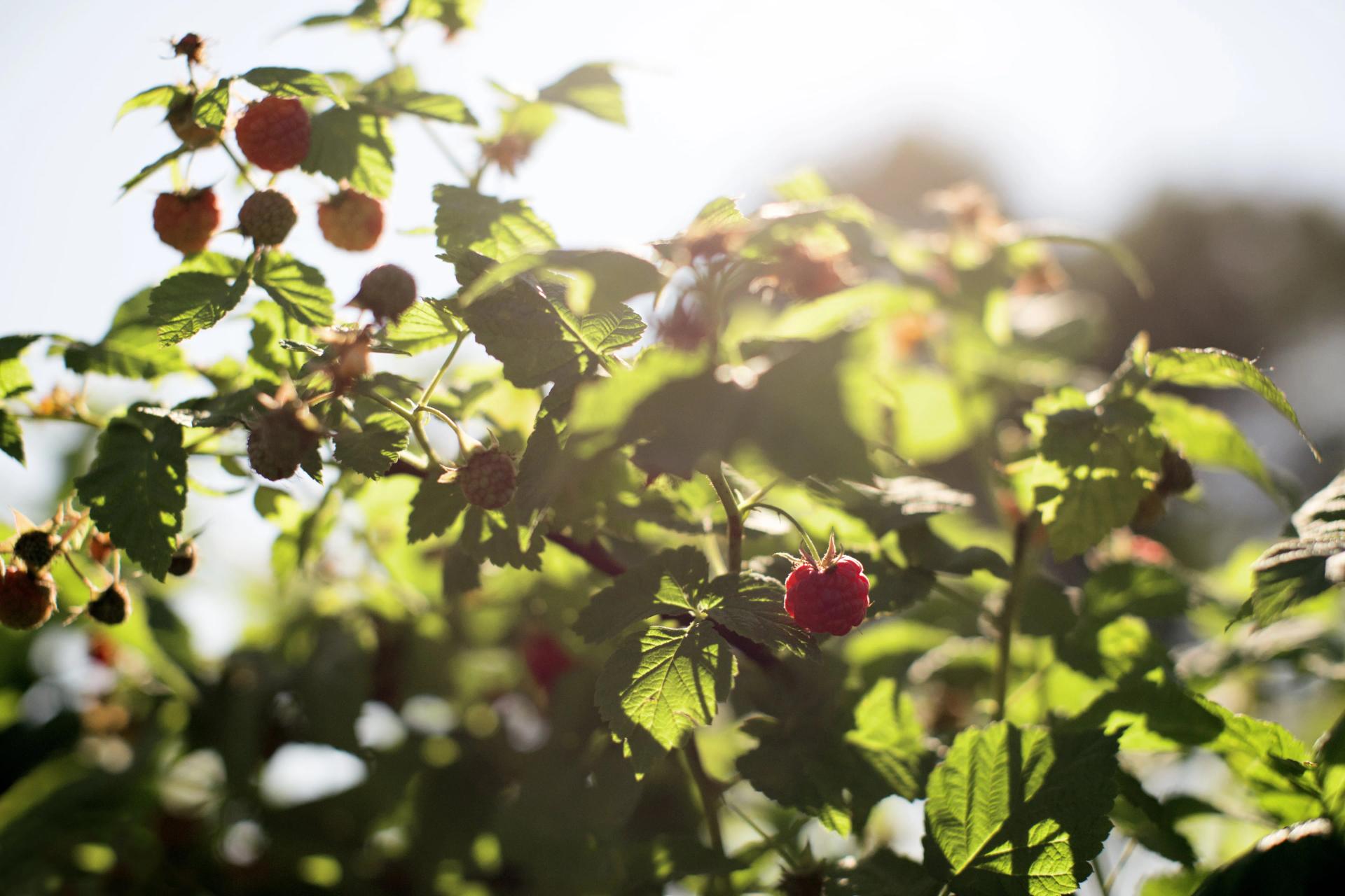 Raspberries in a Sun