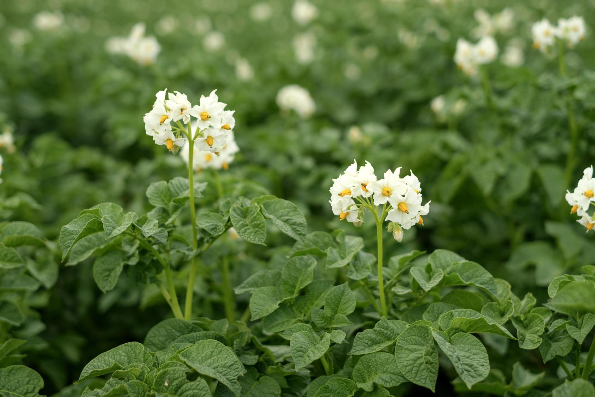 Potato Plant with White Flowers