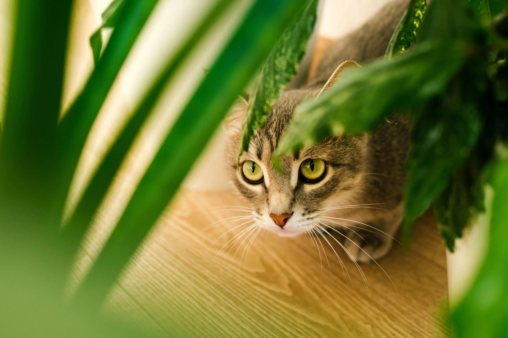 Cat Looking at a Plant