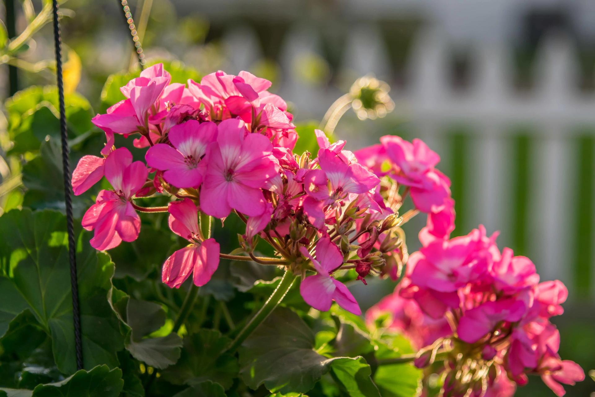 Hanging Ivy geranium Hanging Ivy geranium