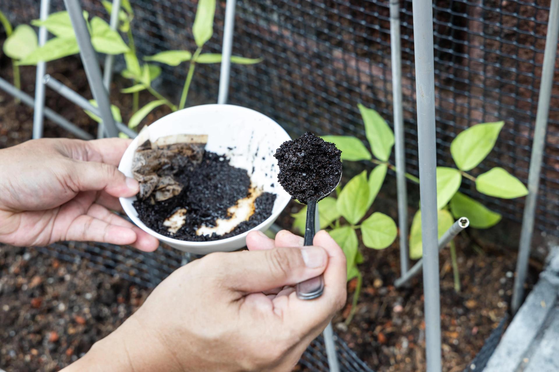 Using Coffee Filters to Fertilize Plants