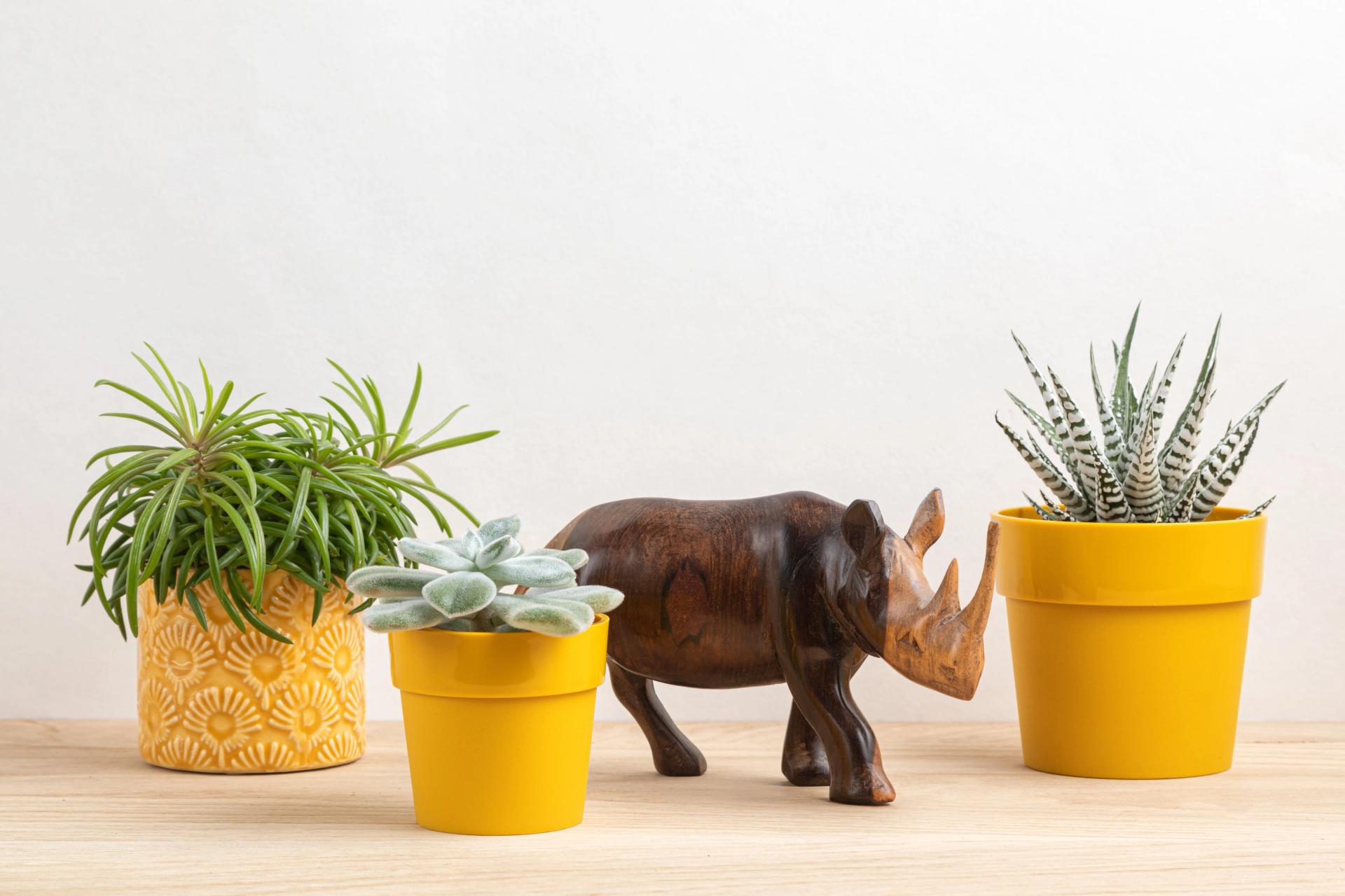 Colorful Plant Pots Colorful Plant Pots