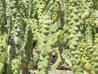 Totem Pole Cactus