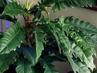 Philodendron Tiger’s Tooth