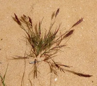 Common Mediterranean Grass
