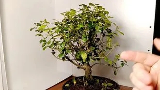 Bonsai Cherry Tree