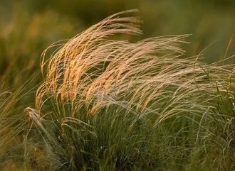 European Feather Grass