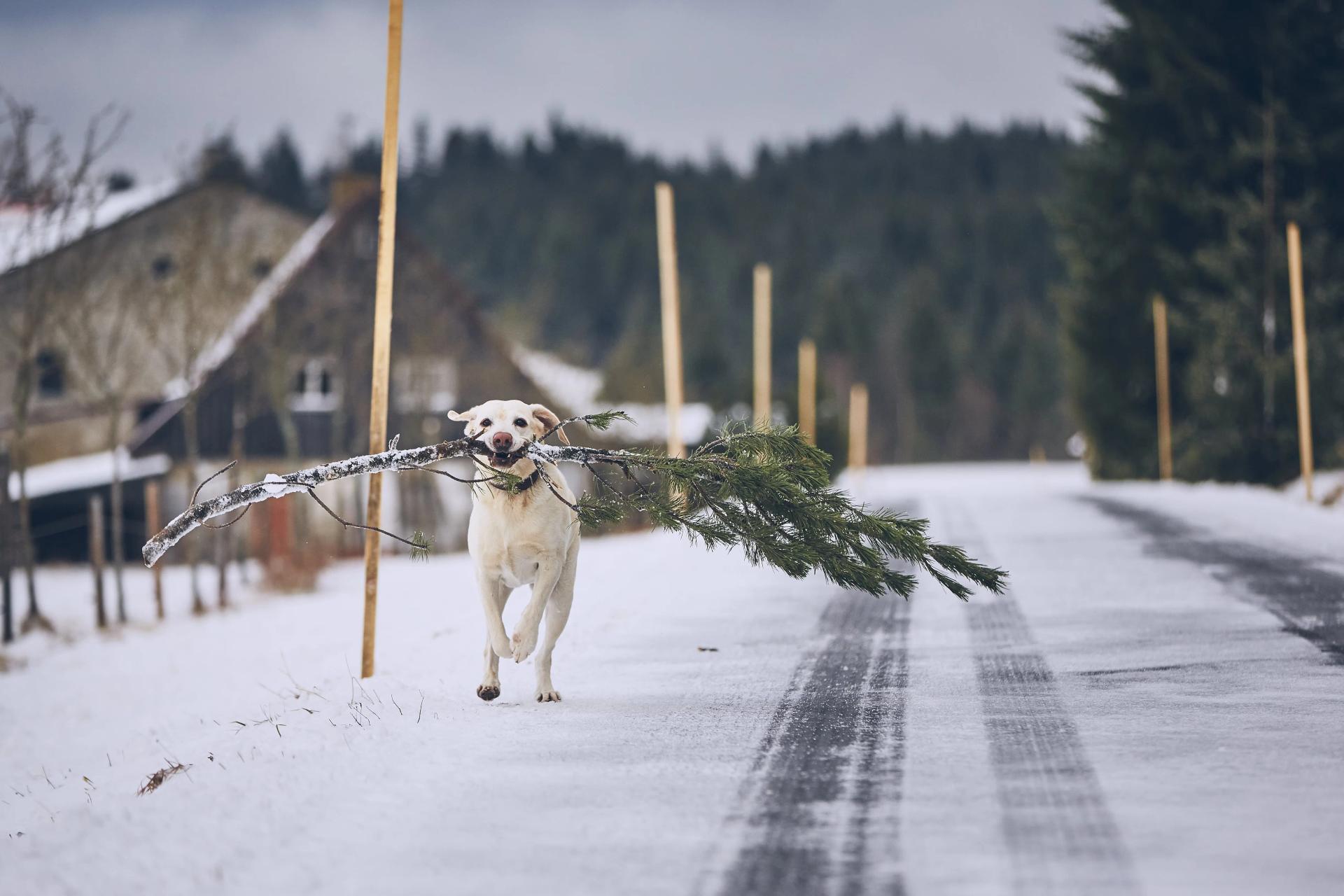 Dog Running with Christmas Tree