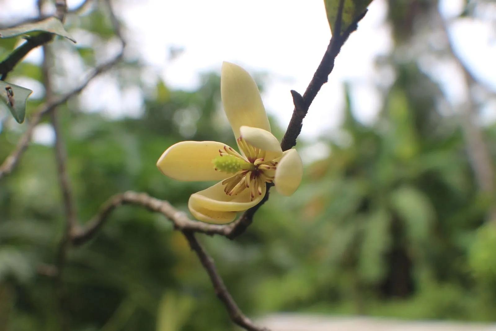 Magnolia figo or Banana Shrub