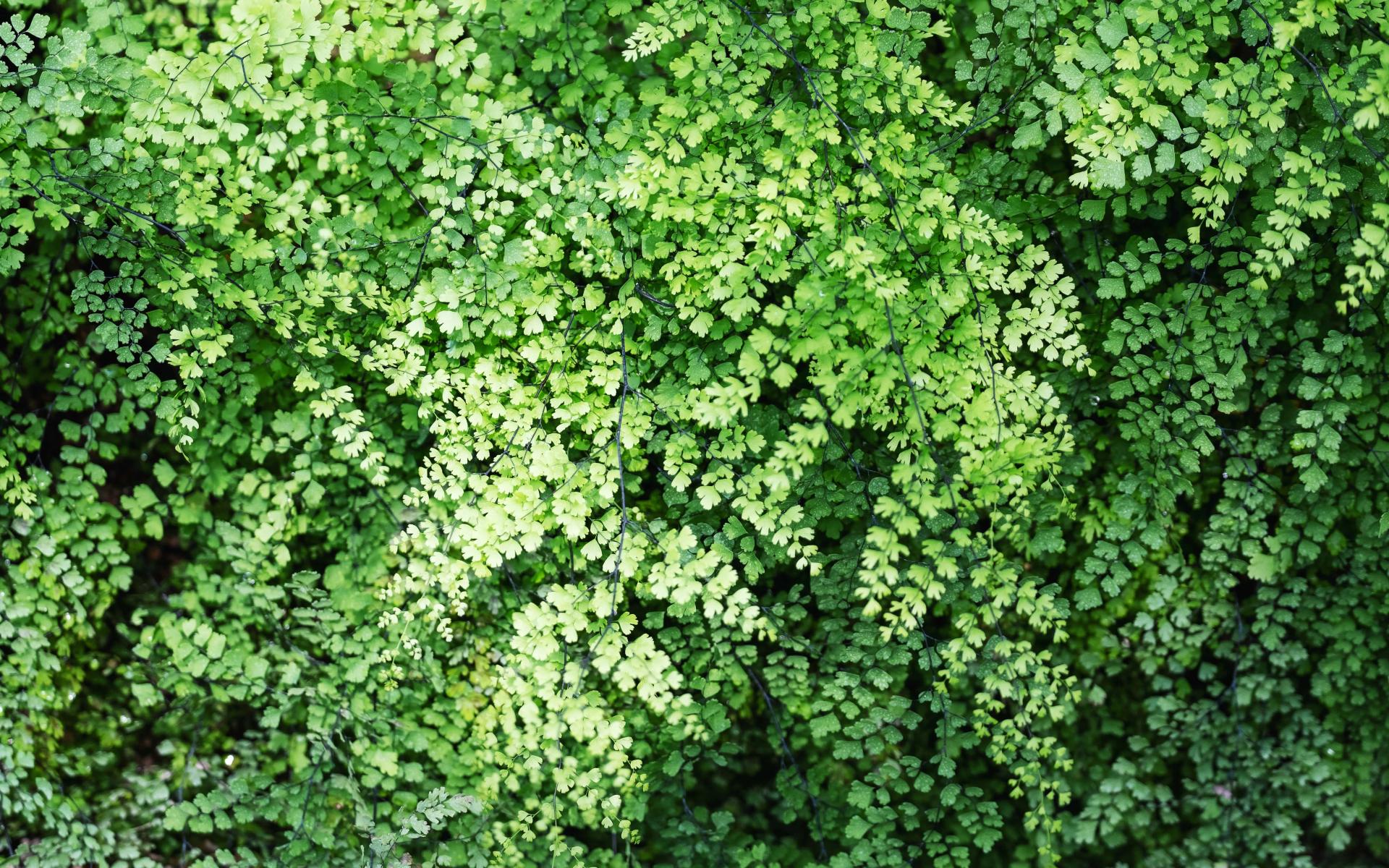 closeup-image-of-brittle-maidenhair-fern-or-adiant-2021-10-21-03-29-35-utc (1)-min.jpg