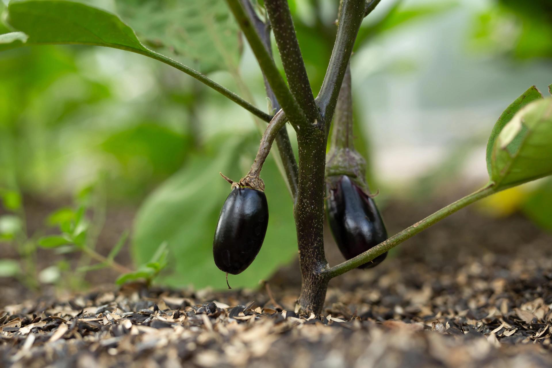 Eggplant Growing Outdoors
