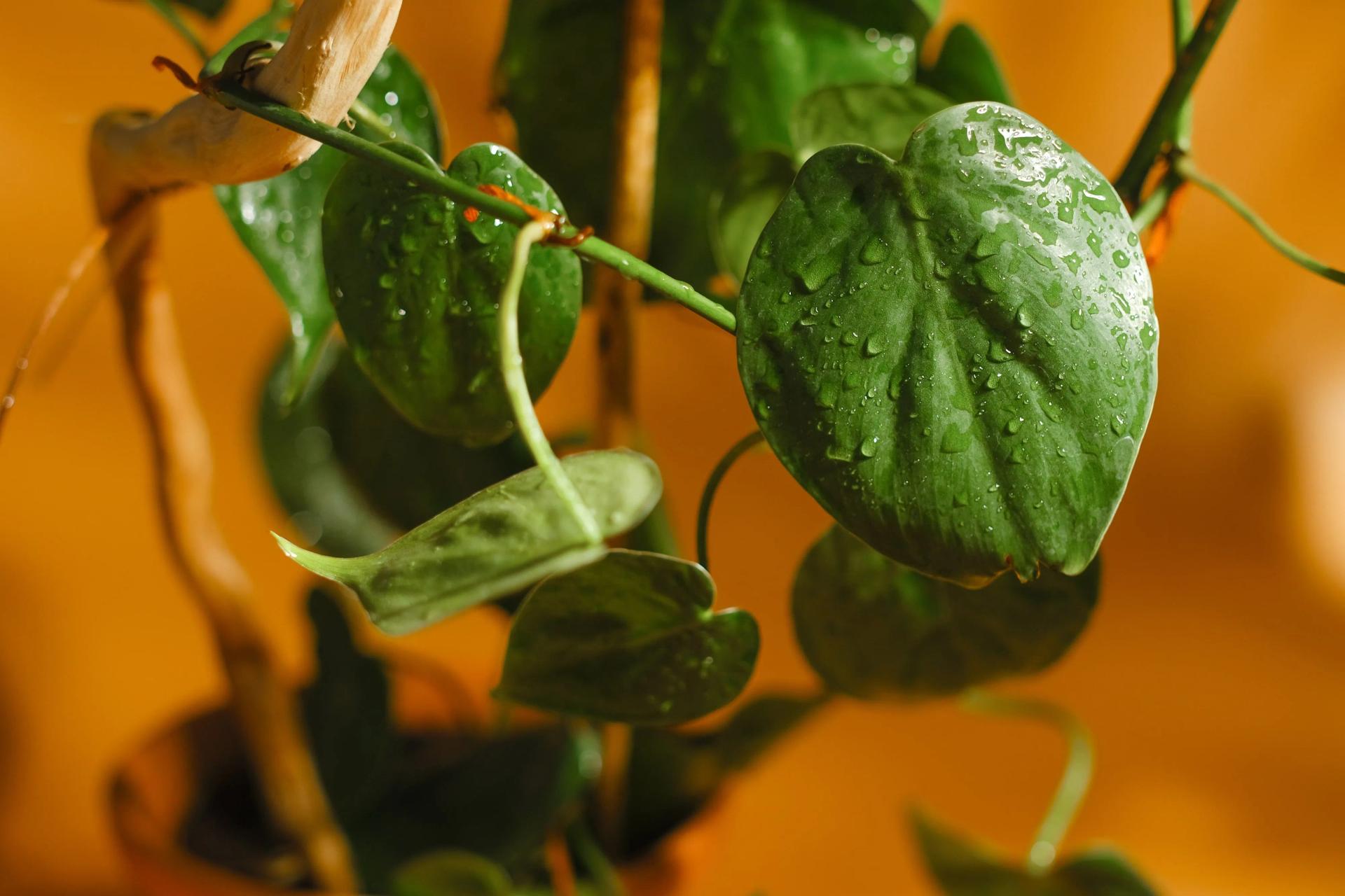 Golden Pothos