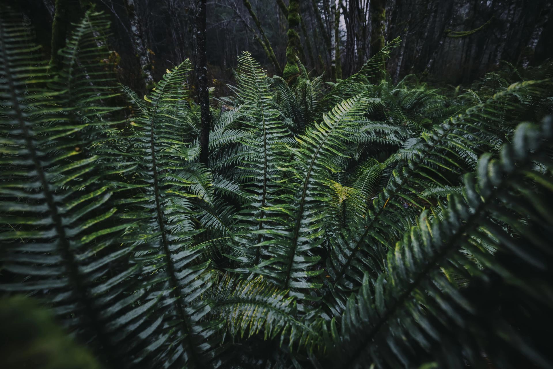 fern in the woods.jpg